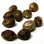 Семена марихуаны АК-47  (Seeds AK-47) в Коммунаре